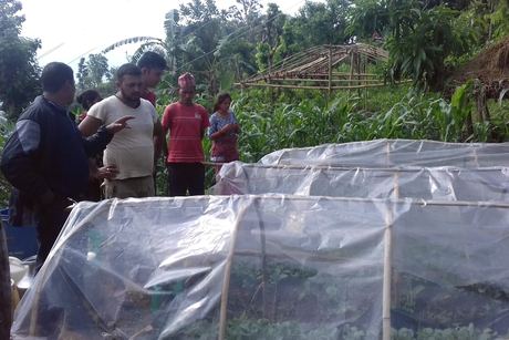 Polytunnels on a Gorkha farm